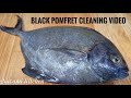 Black pomfret Cleaning | കറുത്ത ആവോലി | Avoli fish Cleaning | fish Cleaning at home