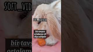 tavşanlar hakkında bilgiler🐇