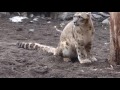 2016.4.3 円山動物園☆ユキヒョウのアクバル【 snow leopard】_03