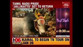 Tamil Nadu Gears Up For Controversial Bull Sport, Jallikattu