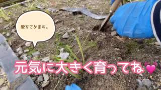 わさび屋株式会社 ー わさび苗植え ー