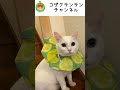 ネコザベスカラー　避妊手術　去勢手術 shorts cat　猫