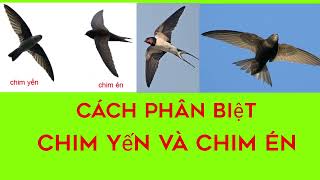 Cách Phân Biệt Chim Yến Và Chim Én - Tổ Chim Yến Và Tổ Chim Én - Nhà Yến Bình Định - Xây Nhà Yến .