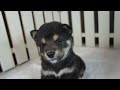 三重県柴犬ブリーダー子犬販売｜黒柴オス｜padog中部