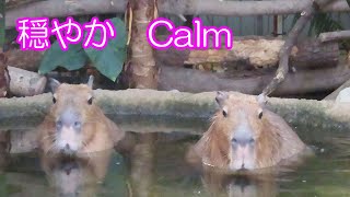 穏やか　(カピバラ劇場)　Capybara is calm