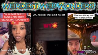weirdest web wonders vol 52