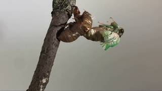 Adult cicada timelapse emergence from nymph