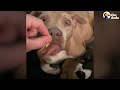 guy fosters a very pregnant pittie and then all her babies too the dodo