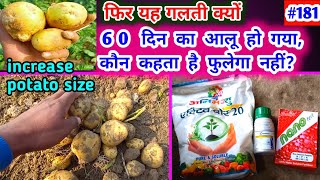 60 से 65 दिन के आलू को कैसे फुलाये 🥔आलू को मोटा कैसे करे🥔how to increase potato size #aloo #potato