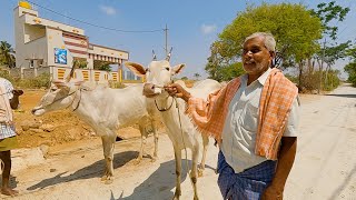 pair of Hallikar heifers of Veerabhadraiah