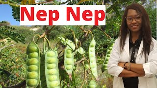 Le nep nep : L'ami des femmes