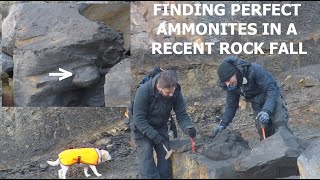 Collecting perfect #fossil #ammonites from a recent cliff fall