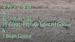 【越冬中】マガン２５羽＆ヒシクイ１羽 ：25 Greater White fronted Goose \u0026 1 Bean Goose