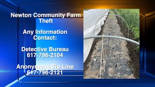 Vegetable Theft at Newton Community Farm