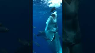 Большая белая акула есть приманку🦈 #акула#акулы#мегалодон