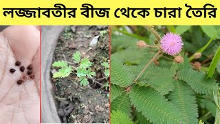 টবে লজ্জাবতীর গাছের বীজ থেকে সহজে চারা তৈরি ও চাষ পদ্ধতি। Lojjaboti /Mimosa pudica / Sensitive plant