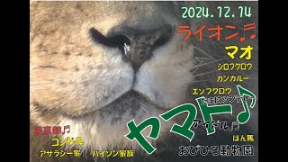 おびひろ動物園　冷えてきたけど元気なヤマトとマオとたくさんの仲間たち♬2024年12月14日♬