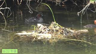 子育て中のカイツブリ：モロ家族で３羽目誕生。A little grebe:birth of the third chick