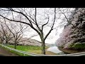 庭木ダムの桜 2024.03.29 bgm by music atelier amacha