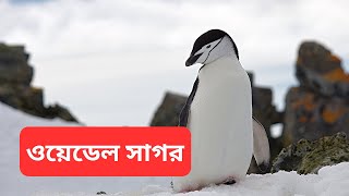 ওয়েডেল সাগর - Weddell Sea