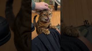 Happy Meows 😸 #bengalcatsworld #cat #henrythebengal #catsofyoutube #meow #bengalcat