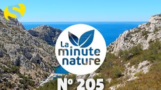 DANS LES CALANQUES (No 205)