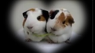 可愛萌萌動物cute pets~1