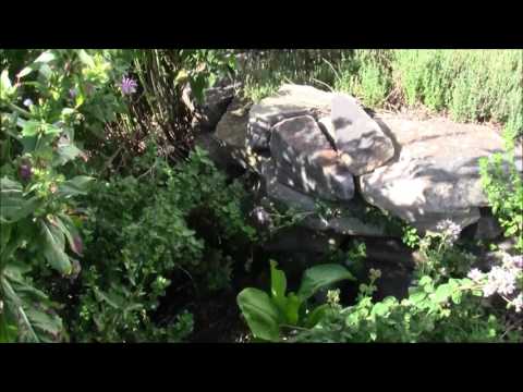 Garden Tour July 2017 Garden Tour July 2017