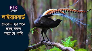 সুপার্ব লাইয়ার বার্ড, যার রয়েছে সুর হুবহু নকল করার ক্ষমতা | Superb Lyrebird | PPC Finding Studio