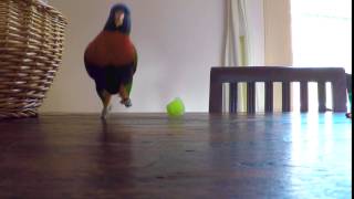 Rainbow Lorikeet Is The Happiest Bird | Birdy Dance