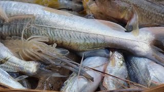 biggest Padma fish | biggest wholesale fish market moinot ghat | Pangash fish price | river fishing