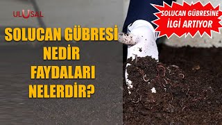 Solucan gübresi nedir faydaları nelerdir?