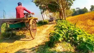 ধান ক্ষেতের পাশ দিয়ে বয়ে চলা গ্রামীণ মেঠোপথ। গ্রাম বাংলার দৃশ্য। Village cishe Habib