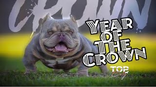 Crown | Exotic Bully