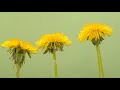 dandelion bloom spring awakening blossom bloom pranavam