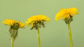 Dandelion Bloom Spring Awakening Blossom Bloom | Pranavam