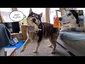 Husky goes Bonkers over whole box of CHICKEN!