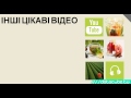 18 фактів про корисні та шкідливі властивості чаю