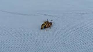 сражение пчела против осы bee against wasp battle