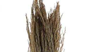 Vickerman 36” Natural Congo Grass 8 oz, H2CGR000