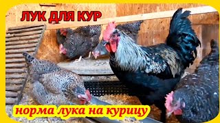 Лук для кур несушек. Зачем курам лук и сколько давать лука курам. Нормы зерносмеси в день на курицу