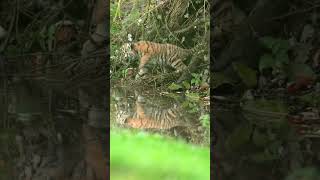 A baby Amur Tiger cub plays in a small water body 🐅#tiger #tigers #amurtiger #bigcat #bigcats