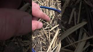 Scouting for Flea Beetles in Early Emergence Canola | Corteva Agriscience Canada