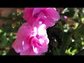 花期长、颜值高、喜阴的凤仙花how to grow and care impatiens plants