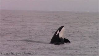 8.25.21 Orca / Killer Whales \u0026 Humpback Whales