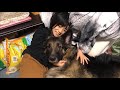 どんな時も一緒だね♪シェパード犬マック・孫娘・最高の家族・相棒