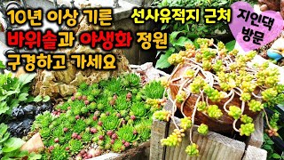 맑은 공기 마시며 정원에 야생화  바위솔들이 탄탄하고 멋지게 자라고 있습니다