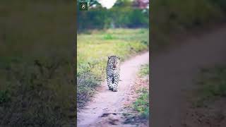 Leopard Walking In Line - By matt.rochford (Ig)