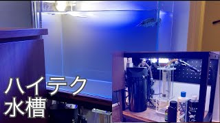 ハイテク設備の新水槽！金魚飼うつもりで揃えた結果…