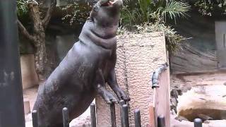 上野動物園コビトカバ_モミジのサーカス